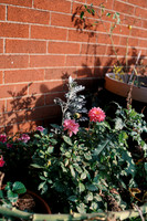 7028flowers