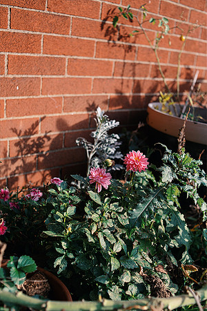 7028flowers