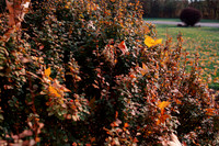 autumn6547b